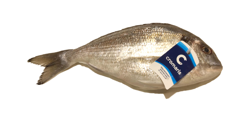 ORATA 400/600 CROAZIA EVISCERATA